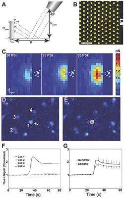 Regional Neurodegeneration in vitro: The Protective Role of Neural Activity